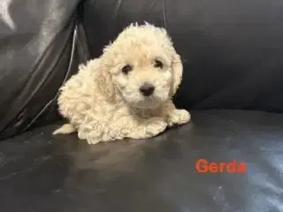 Cockapoo   Hvalpe - 5