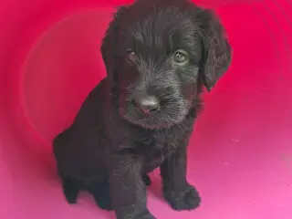 Labradoodle hvalpe 