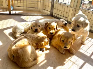 Goldendoodle 