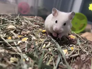 Sibiriske guldhamster unger 