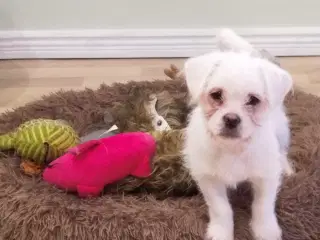 Mops/Coton de Tulear 