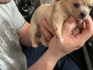 Chihuahua hvalpe tæver 