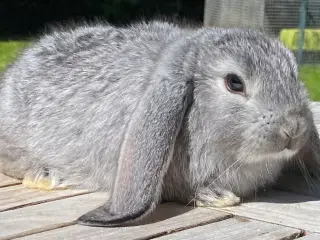 FRANSK VÆDDER HUN CHINCHILLA