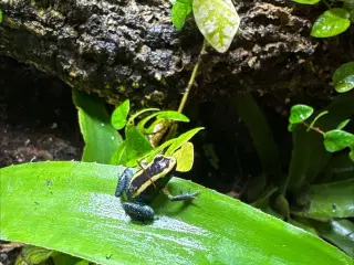 Phyllobates aurotaenia 