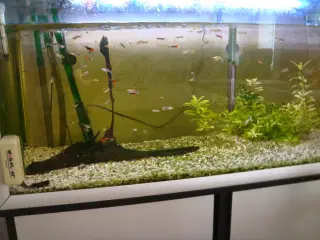 Gubbi yngel fisk