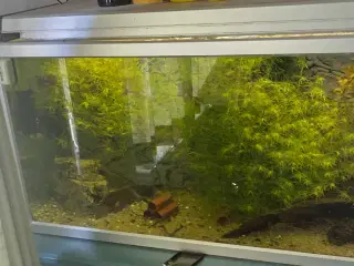3 akvarier med diverse udstyr 