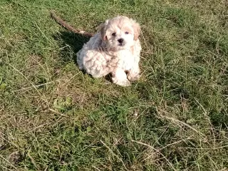 Maltipoo hvalpe