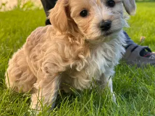 Maltipoo stueopdræt af DNA testede forældre