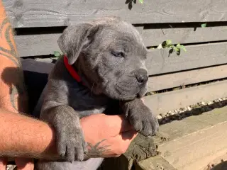 Cane Corso Italiano hvalp 