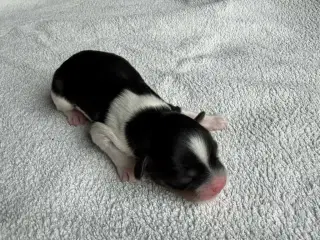 LhasaDoodle hvalpe sælges