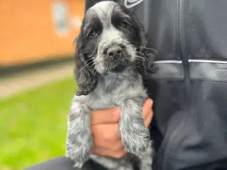 Cocker spaniel 