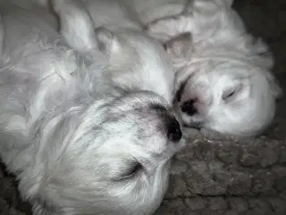 Malteser/Coton hvalpe 21 dage d 3/3