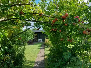 Kolonihave i Odense V