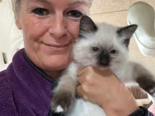 Ragdoll killinger (med sundhedstjek, vaccine)