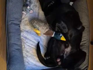 8 mdr formel  1 labrador 