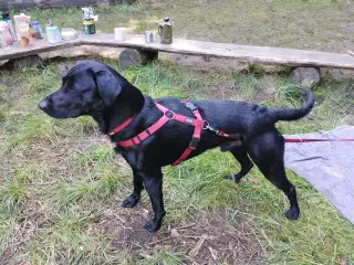 Labrador F1 til parring