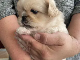 Pekingeser 