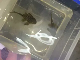 L128 Blue Phantom 8-10 cm