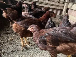 Rhode Island Red Kyllinger fra 9.7.25  