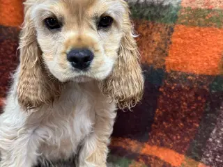 Rejseklar 🧳 Skønne Amerikanske Cockerspaniel 