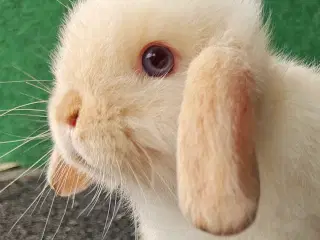 Minilop