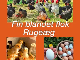  Fin blandet flok Rugeæg