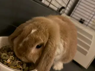Kanin Mini Loop 
