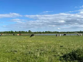 Krydsningskalve købes