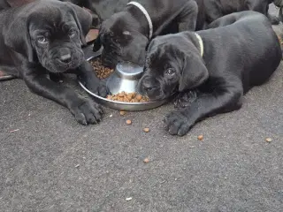 Cane Corso italiano 