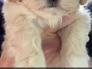 Shih tzu boomer