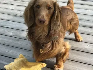 Chocolate tan dværg gravhund tilbydes til parring