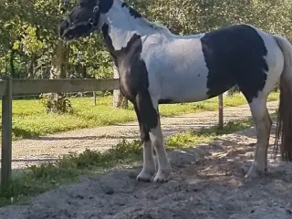 Pony Til Salg projecthest