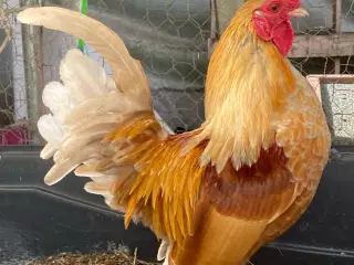 Serama-blanding dværghane / Serama mix dwarf roo