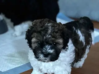 Havashihpoo
