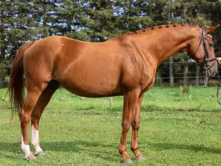 Dansk Varmblodshoppe sælges