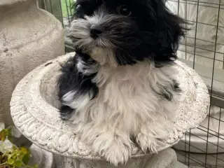 Lhasa apso - puddel