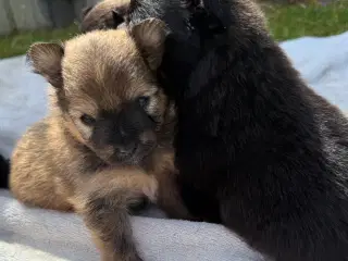 Pomeranian han hvalpe