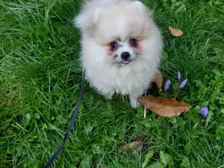 Pomeranian hvalp 