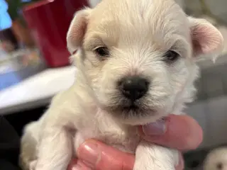 Bichon Malteser hvalpe 💝🐩