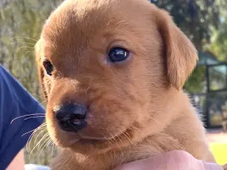 Labrador - Fox farvede