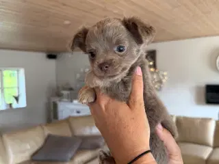 Chihuahua hvalpe 