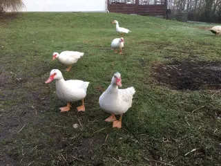 Rugeæg Moskusand