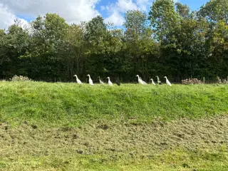 Løbeænder 