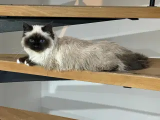 Hellig birma killing