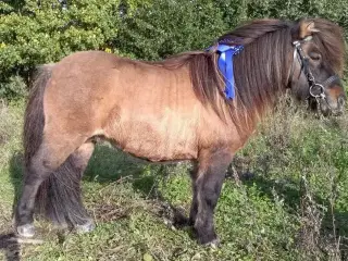 Kåret Shetlandspony Avlshingst. 