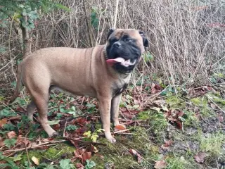 Bullmastiff han søges til parring 