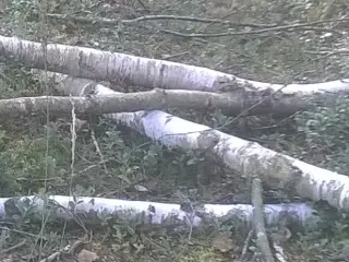 Brænde