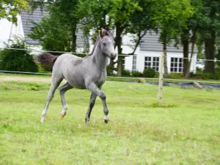 Welsh pony hingsteføl 