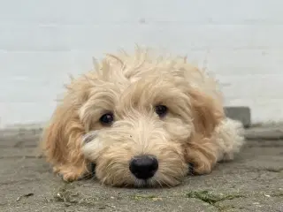 Cockapoo / Cockerpoo / Doodle