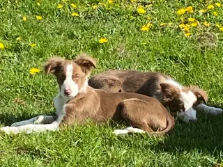 Border collie